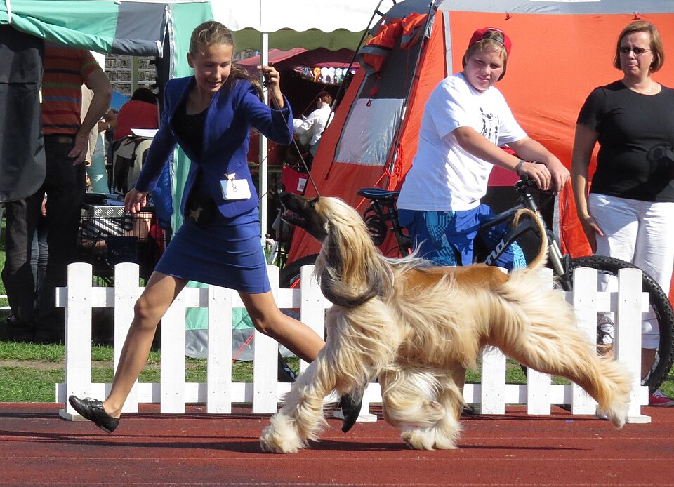 Photograph showing the Afghan Hound breed