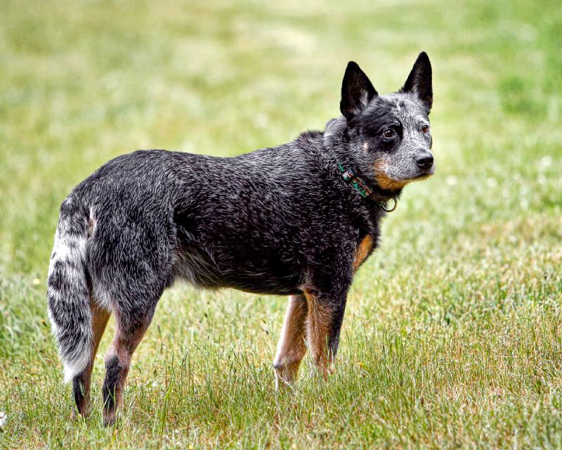 Photograph showing the Australian Cattle Dog breed