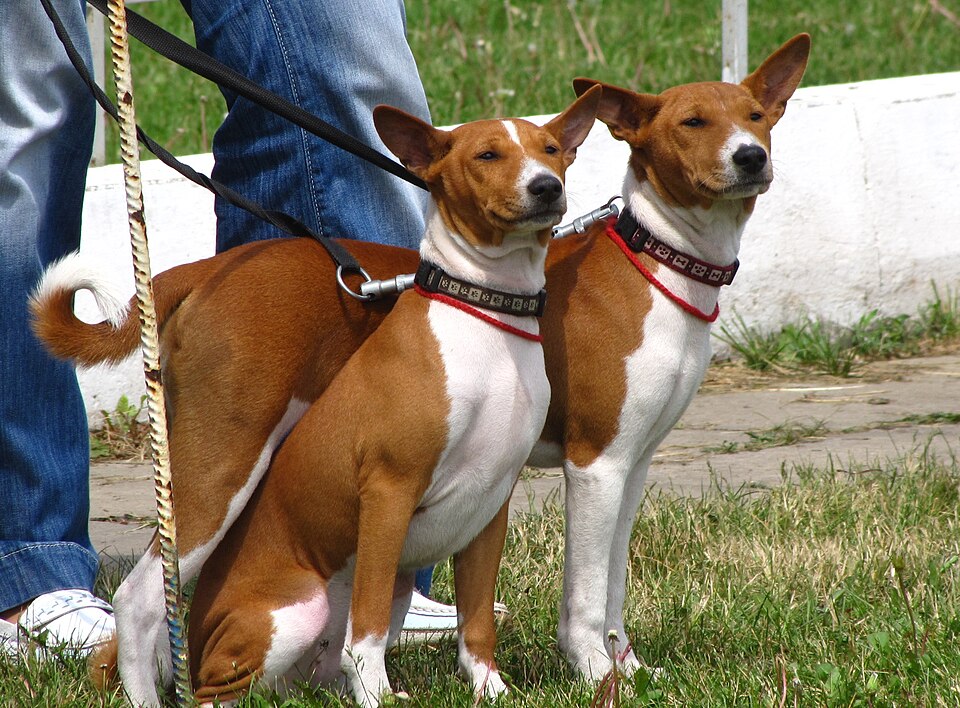 Photograph showing the Basenji breed