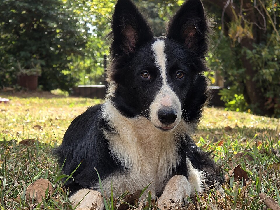 Photograph showing the Border Collie breed