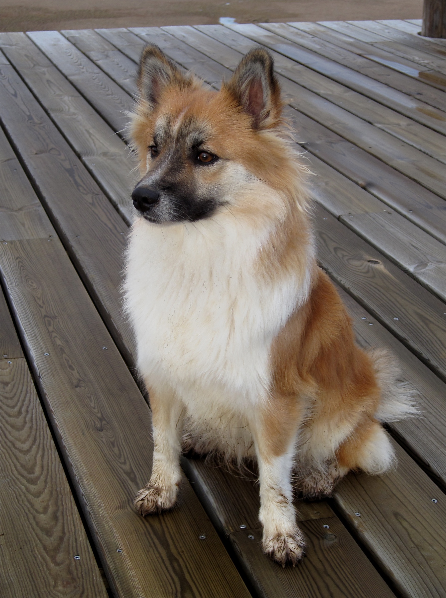Photograph showing the Icelandic Sheepdog breed