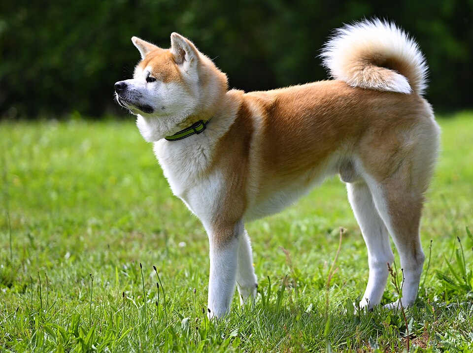 Photograph showing the Japanese Akita Inu breed