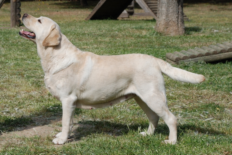Photograph showing the Labrador Retriever breed