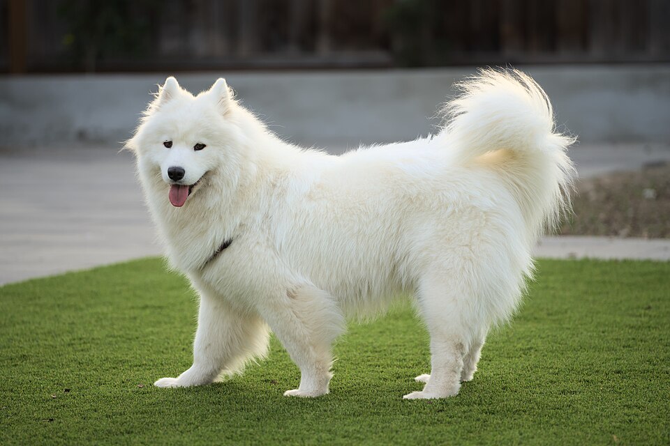 Photograph showing the Samoyed breed