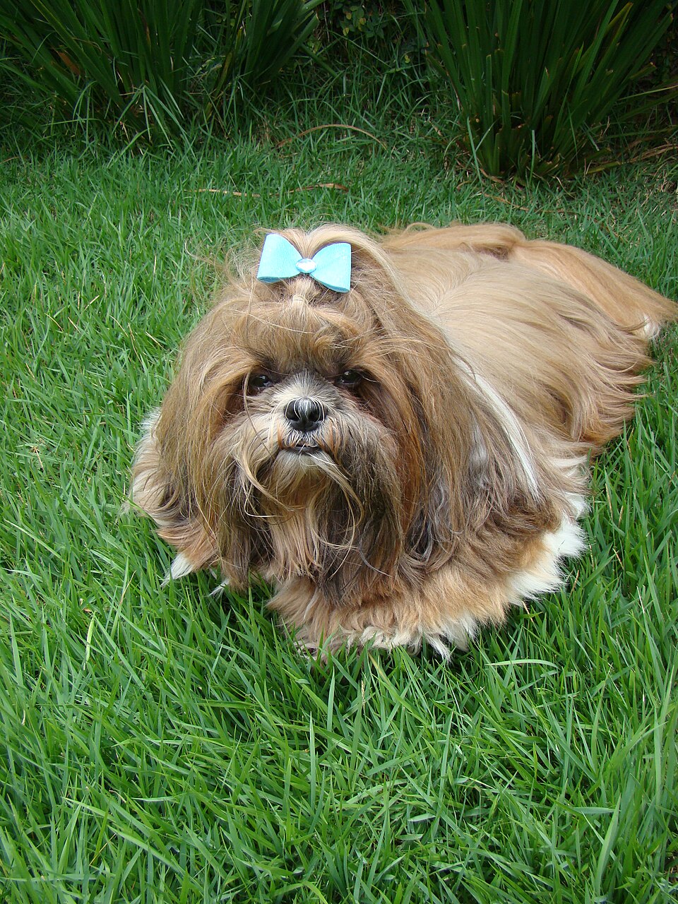 Photograph showing the Shih Tzu breed