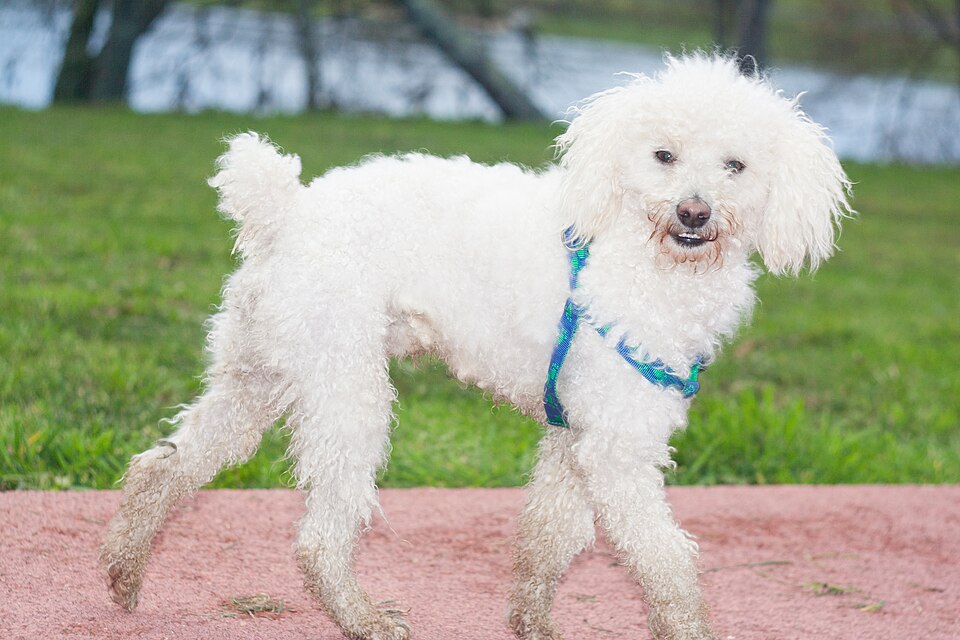 Photograph showing the Poodle (Toy) breed