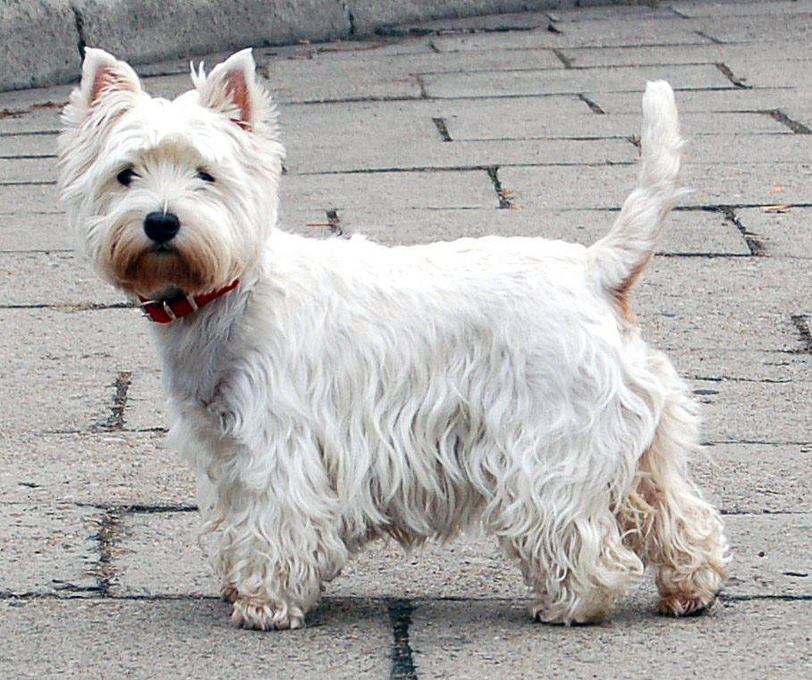 Photograph showing the West Highland White Terrier breed