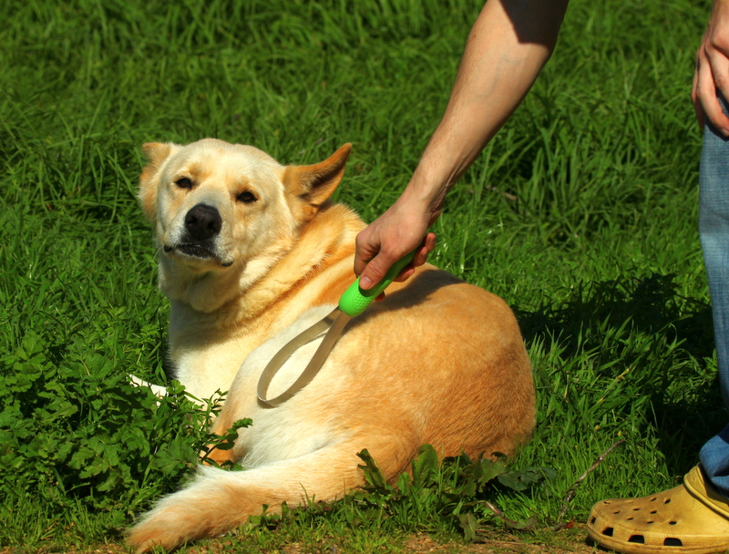 Editorial image for Dog grooming prices in the UK: how to compare quotes