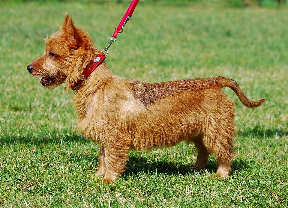Photograph showing the Australian Terrier breed