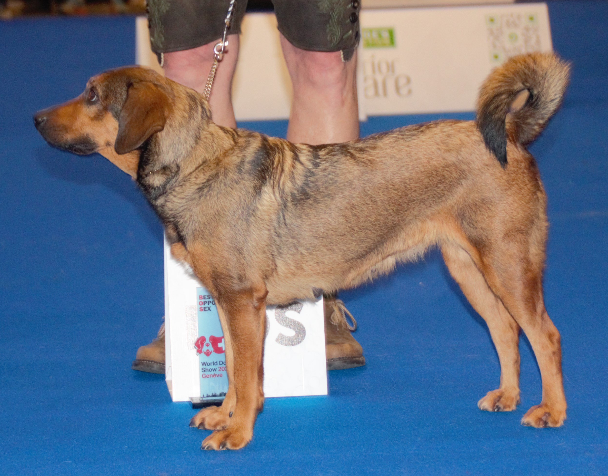 Photograph showing the Austrian Pinscher breed