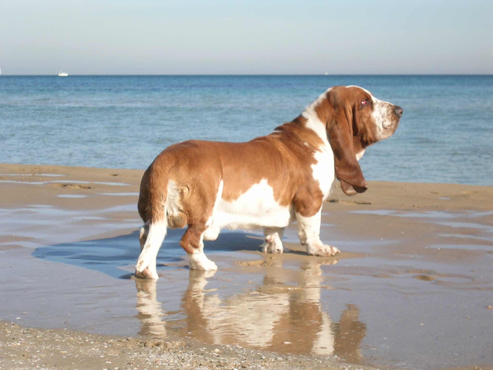 Photograph showing the Basset Hound breed
