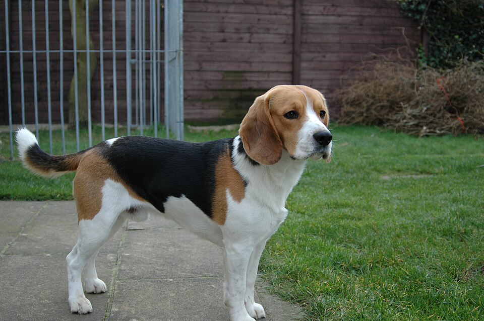 Photograph showing the Beagle breed