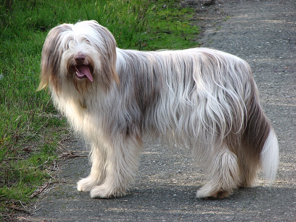 Photograph showing the Bearded Collie breed
