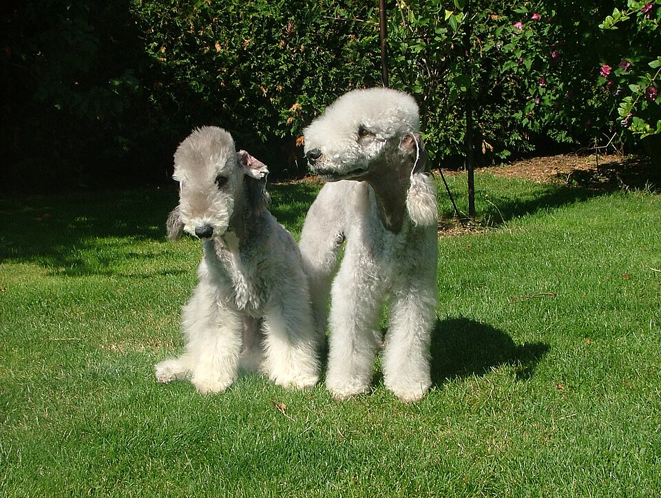 Photograph showing the Bedlington Terrier breed