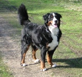 Photograph showing the Bernese Mountain Dog breed