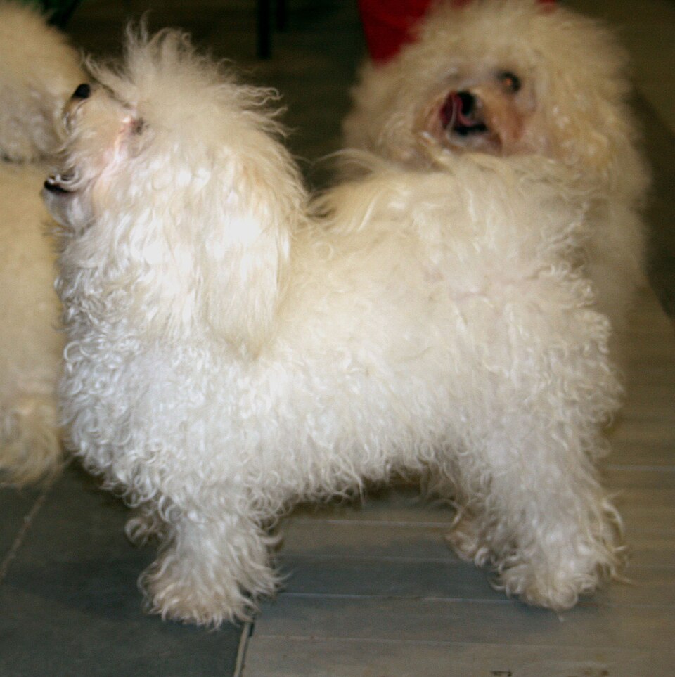 Photograph showing the Bolognese breed
