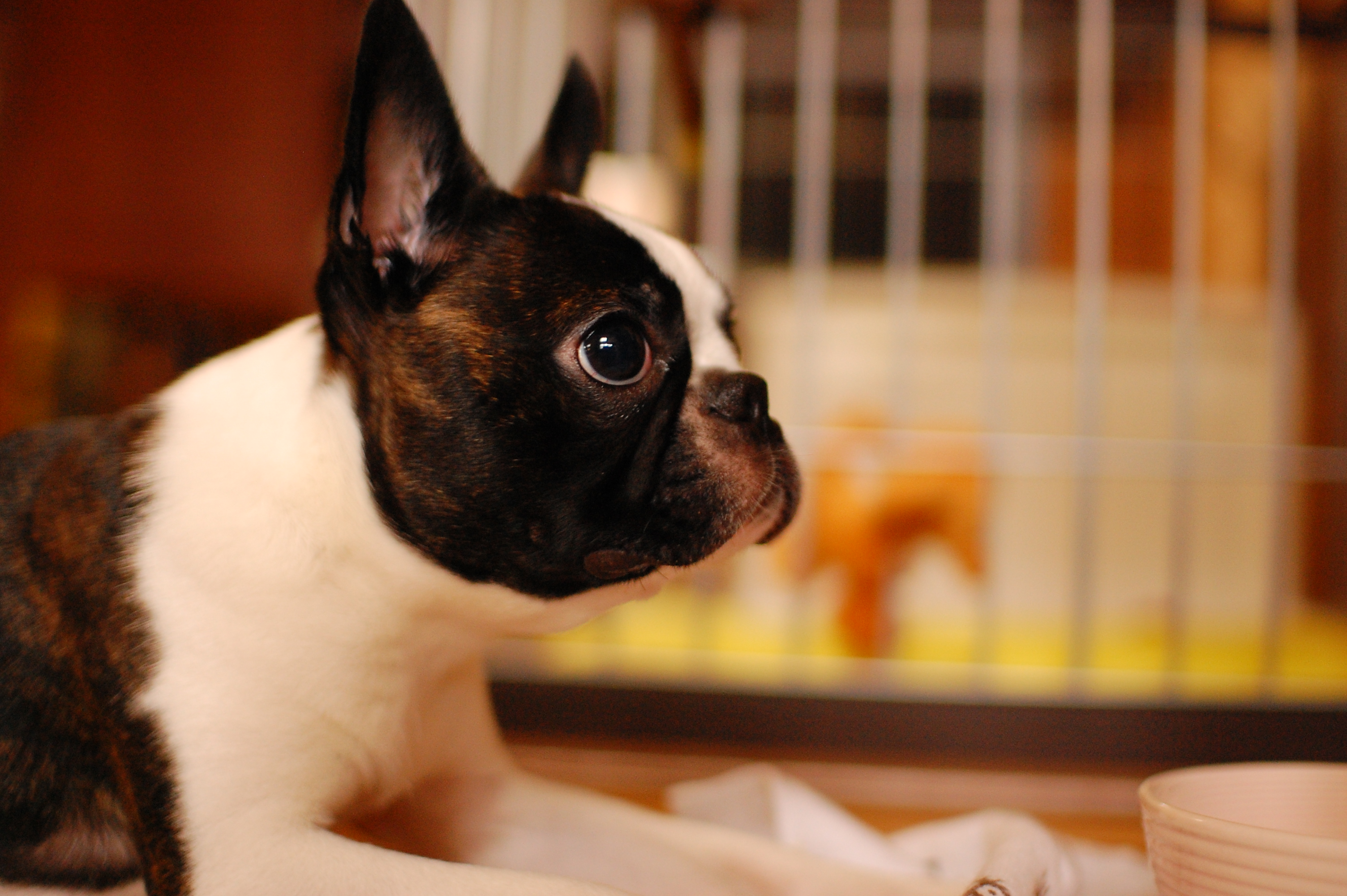 Photograph showing the Boston Terrier breed