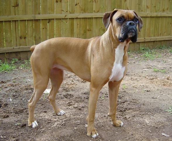 Photograph showing the Boxer breed