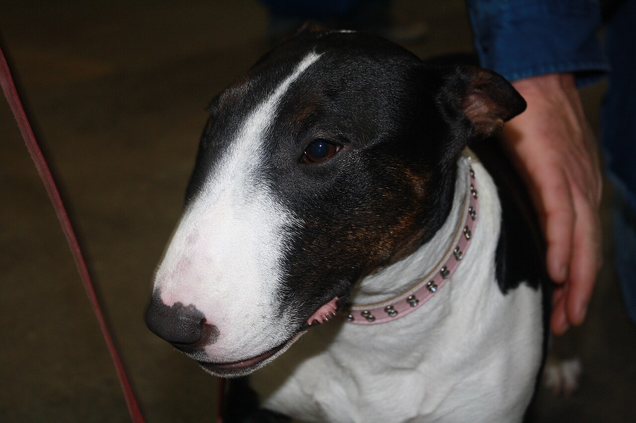 Photograph showing the Bull Terrier breed