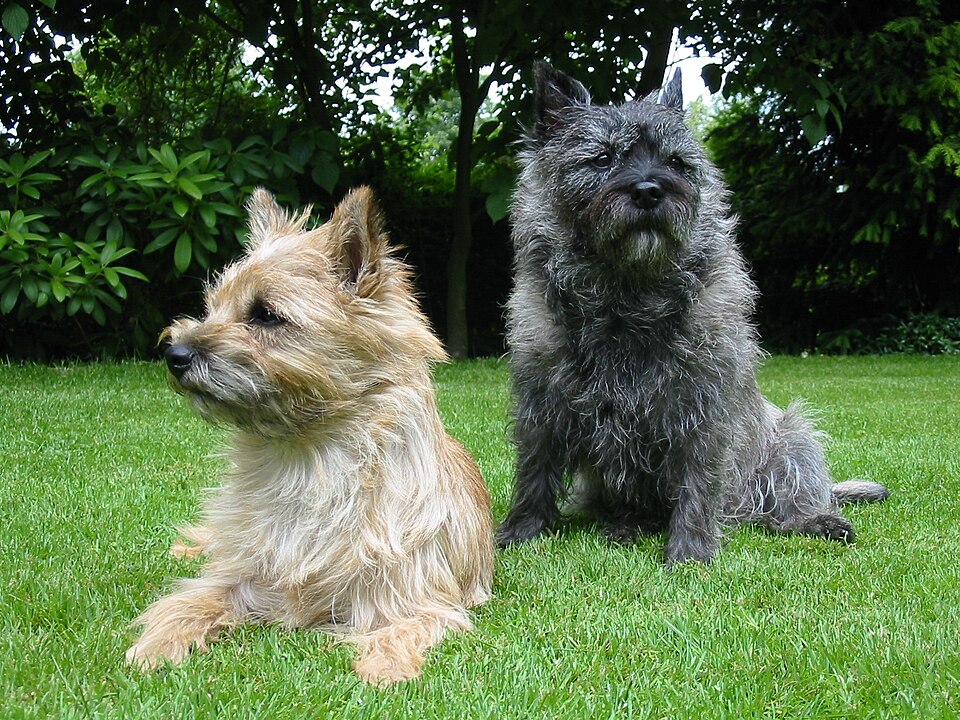 Photograph showing the Cairn Terrier breed