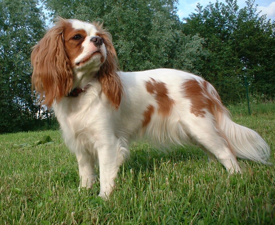 Photograph showing the Cavalier King Charles Spaniel breed