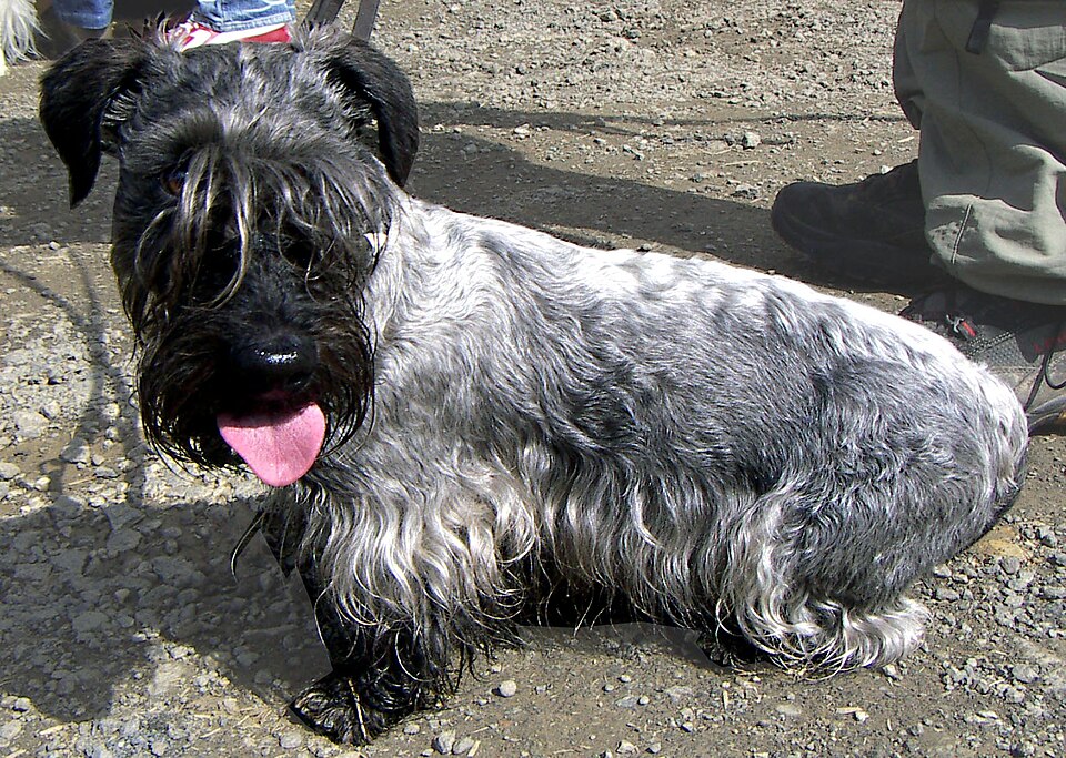 Photograph showing the Cesky Terrier breed