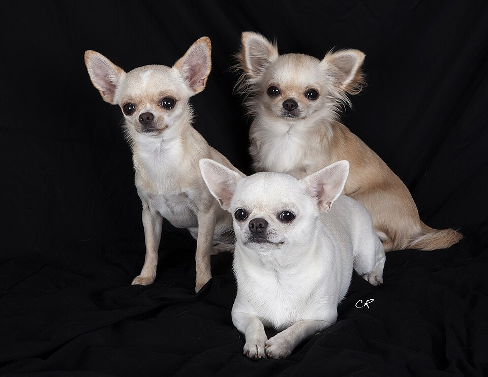 Photograph showing the Chihuahua breed