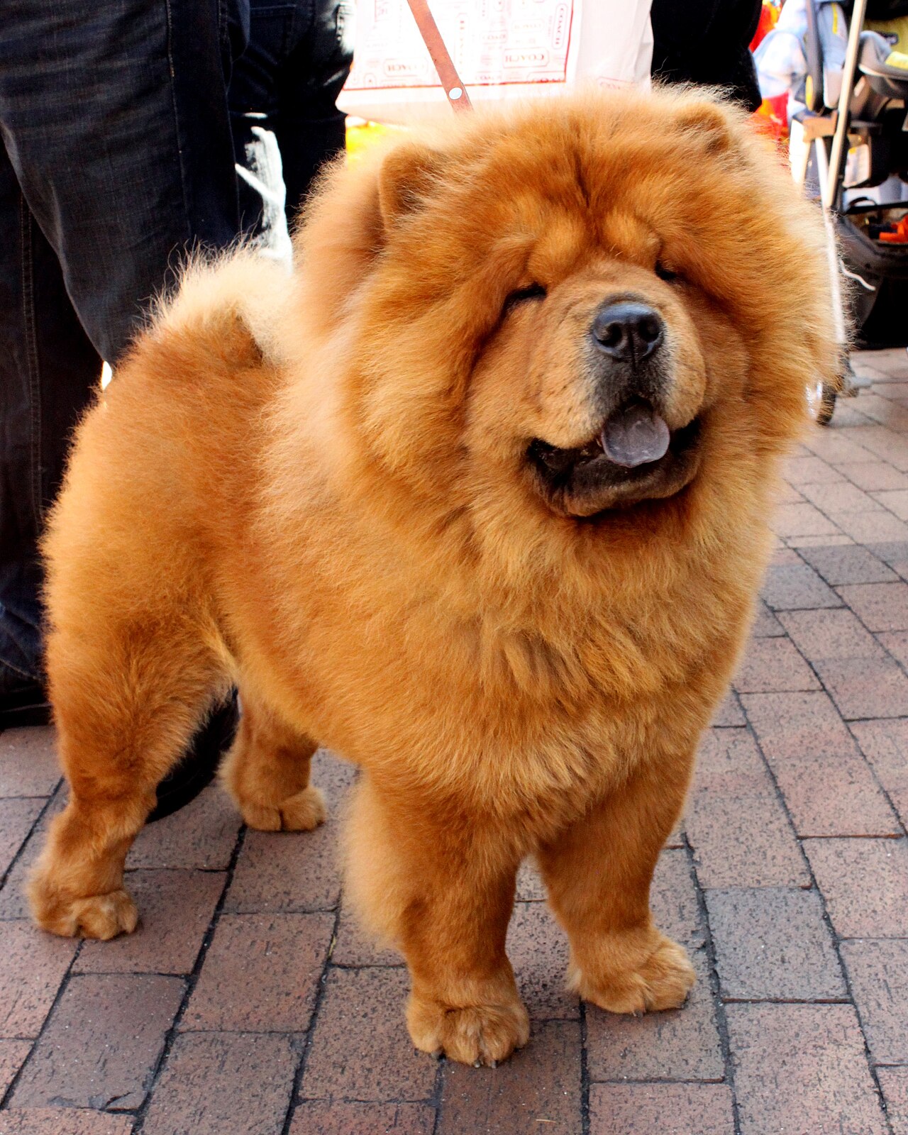 Photograph showing the Chow Chow breed