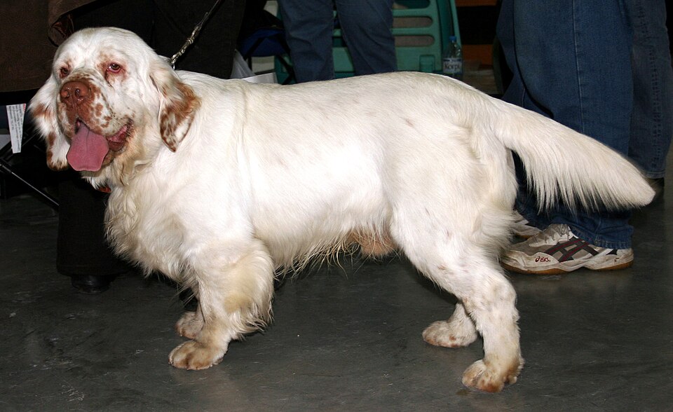 Photograph showing the Clumber Spaniel breed