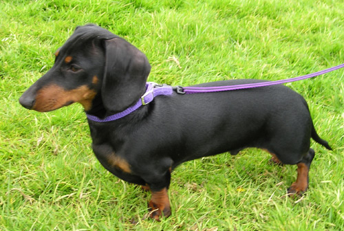 Photograph showing the Dachshund breed