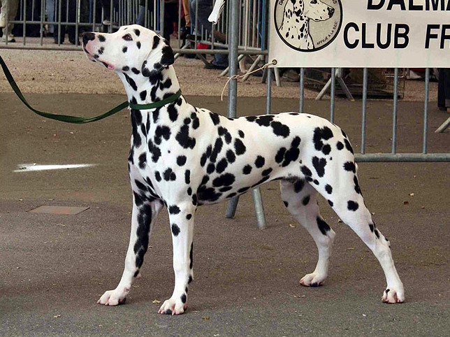 Photograph showing the Dalmatian breed