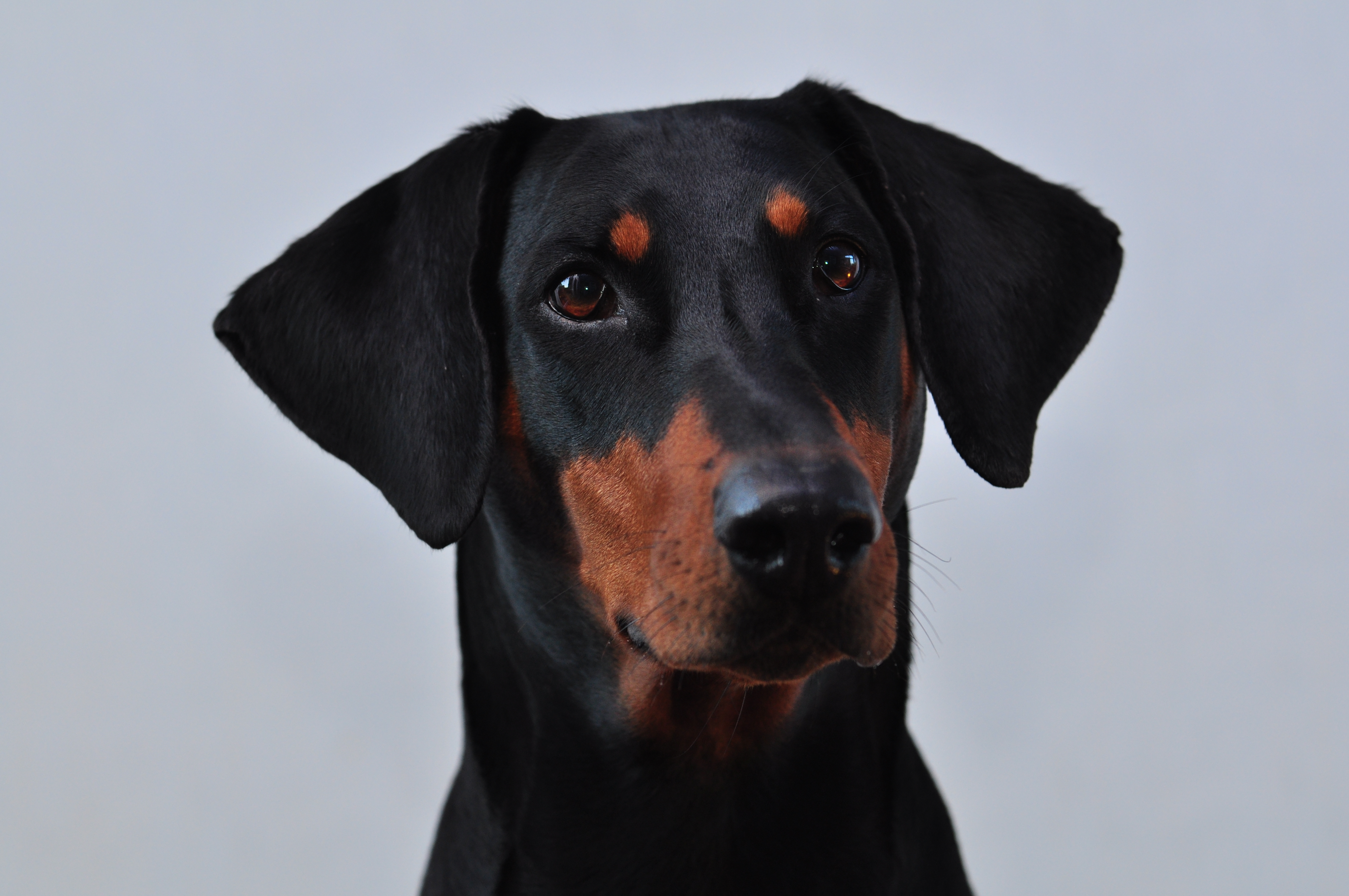 Photograph showing the Dobermann breed
