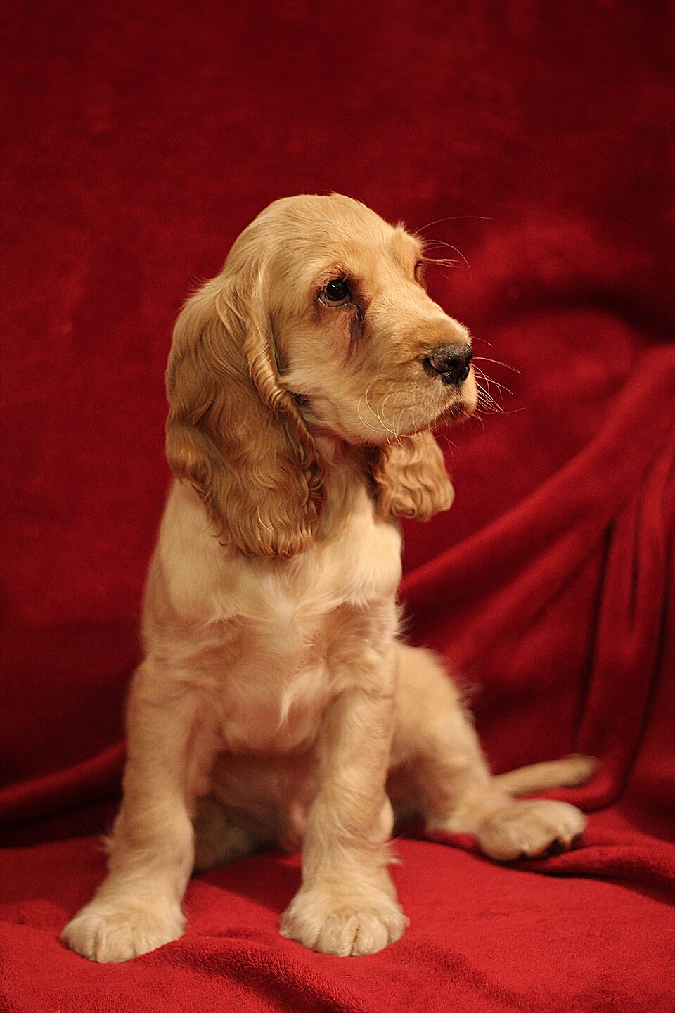 Photograph showing the English Cocker Spaniel breed