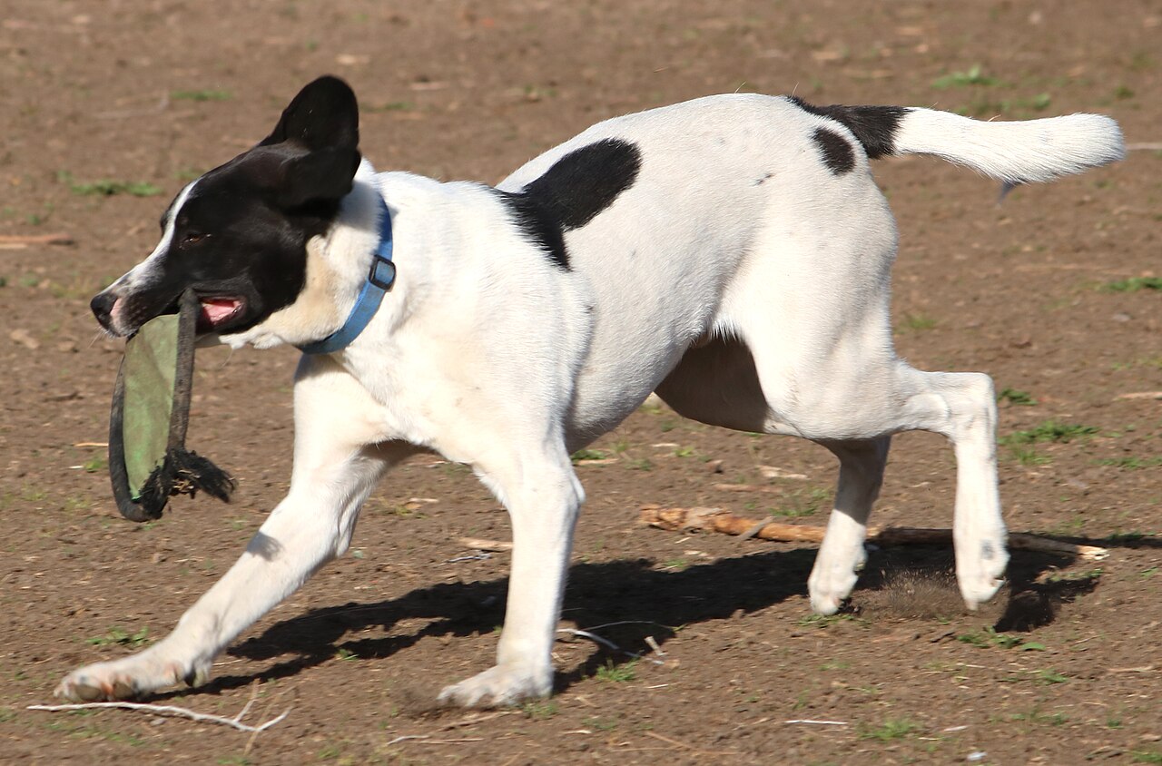 Photograph showing the English Pointer breed