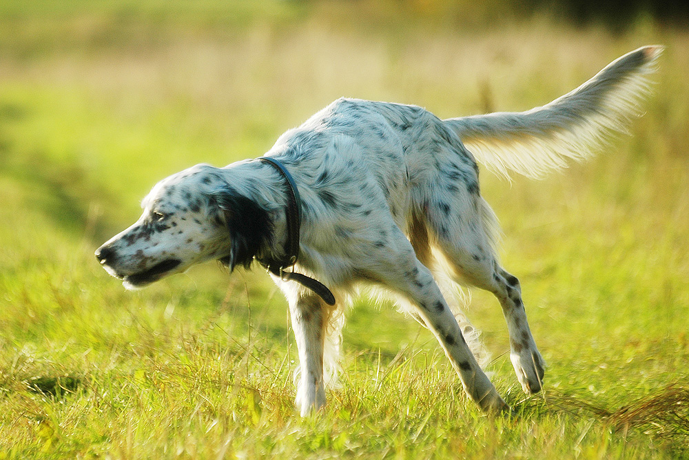 Photograph showing the English Setter breed