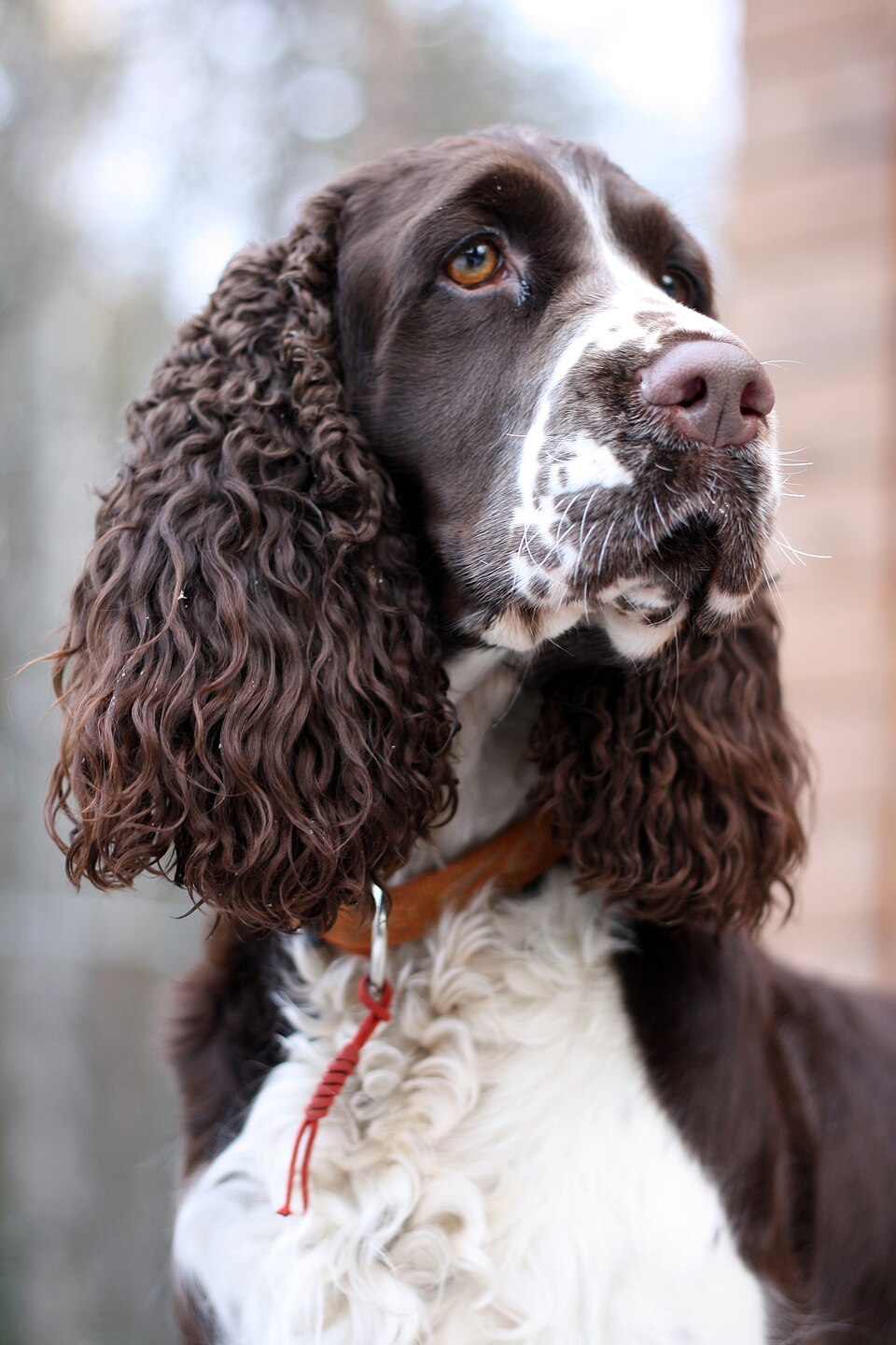 Photograph showing the English Springer Spaniel breed