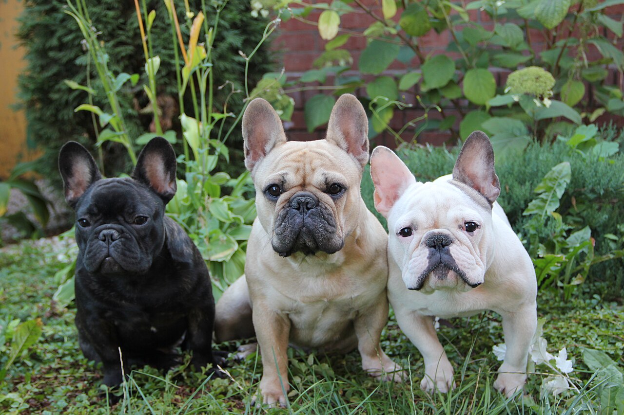 Photograph showing the French Bulldog breed