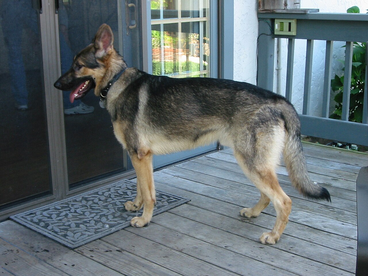 Photograph showing the German Shepherd Dog breed