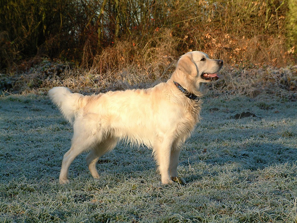 Photograph showing the Golden Retriever breed