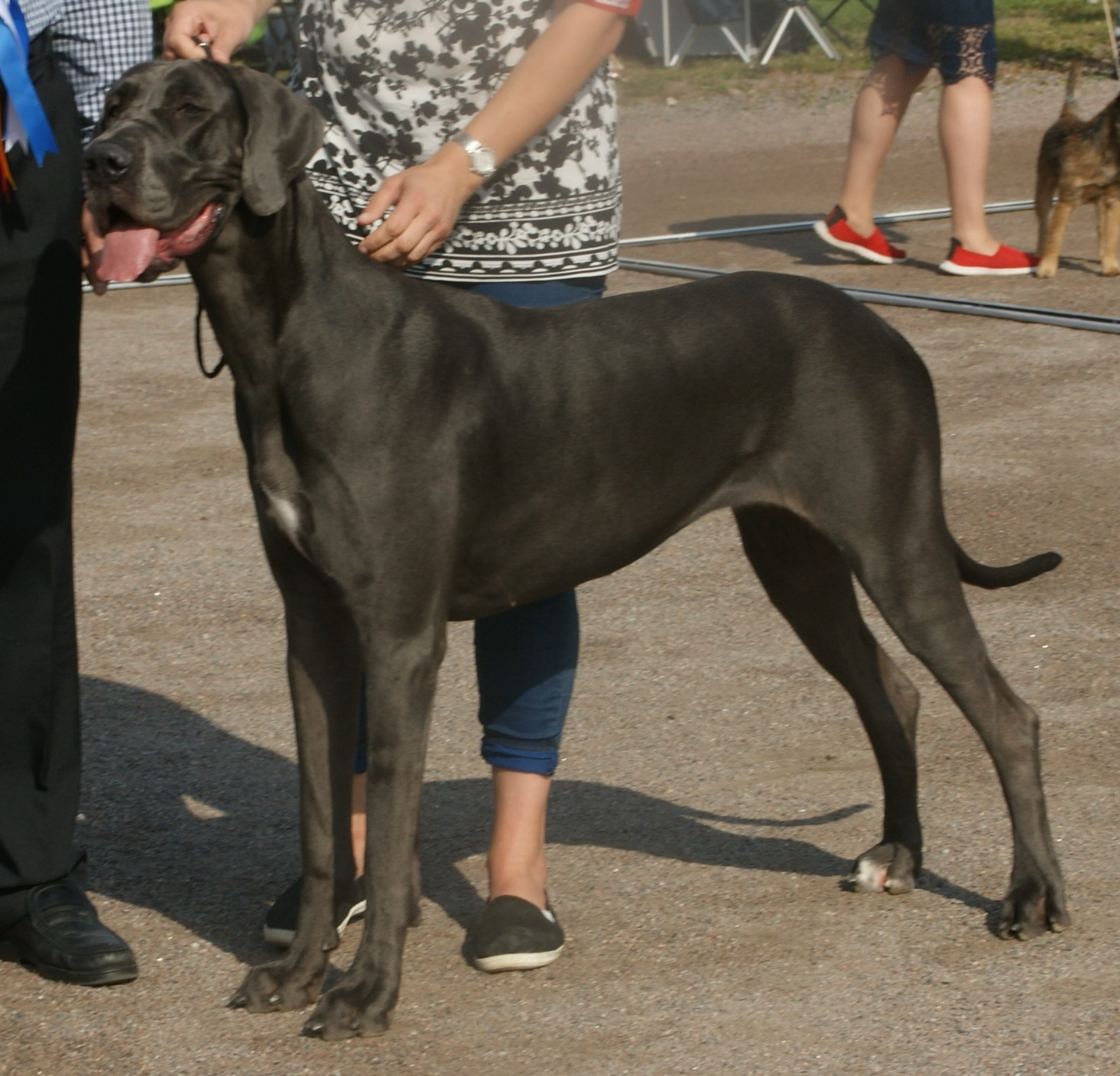 Photograph showing the Great Dane breed