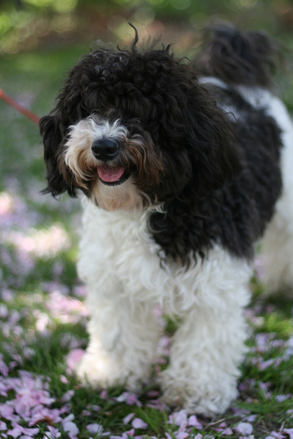 Photograph showing the Havanese breed