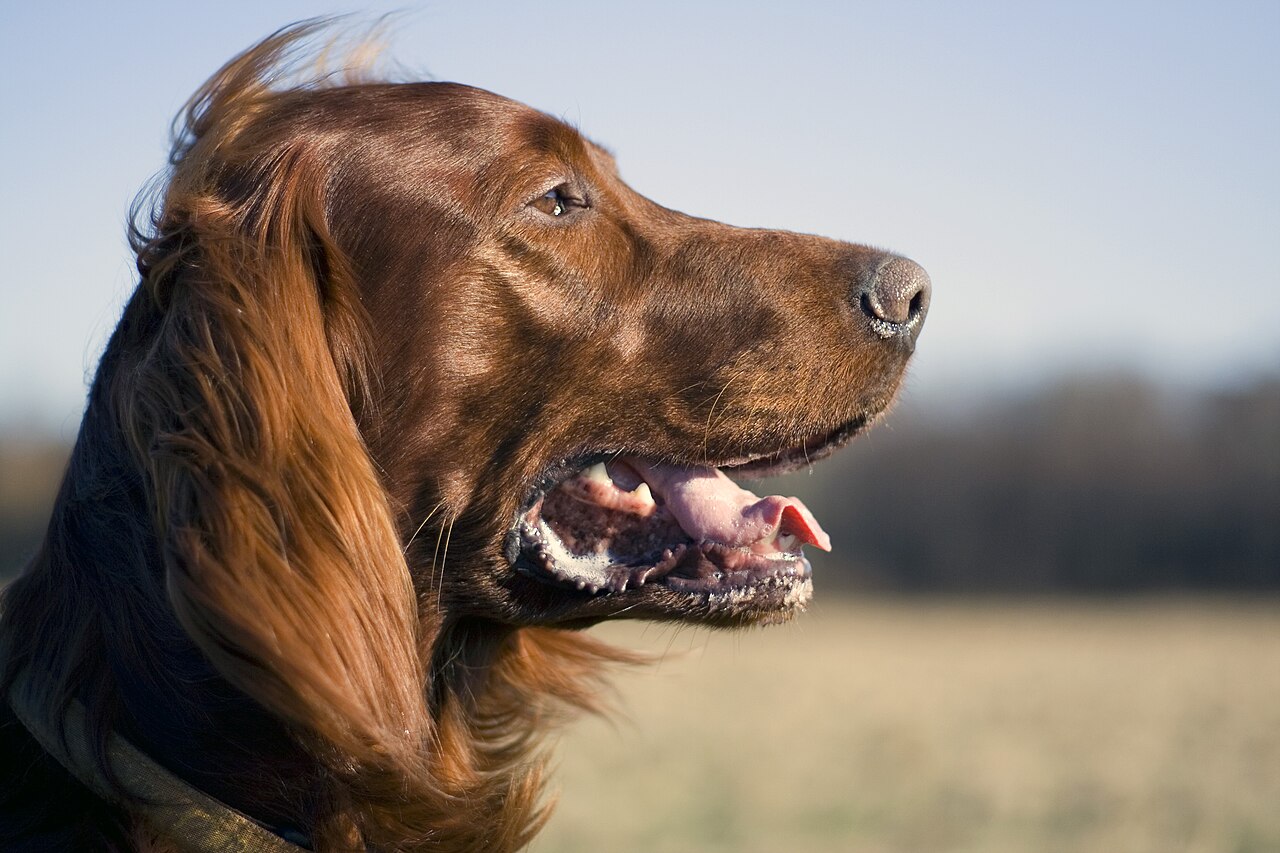 Photograph showing the Irish Red Setter breed