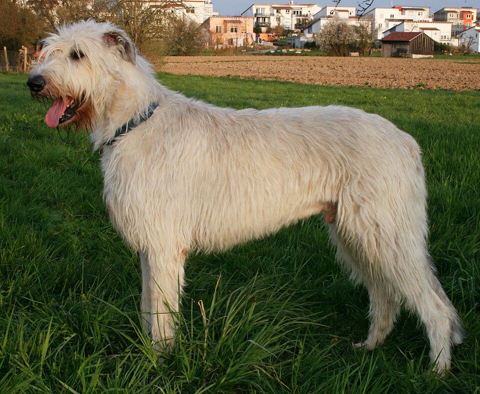Photograph showing the Irish Wolfhound breed