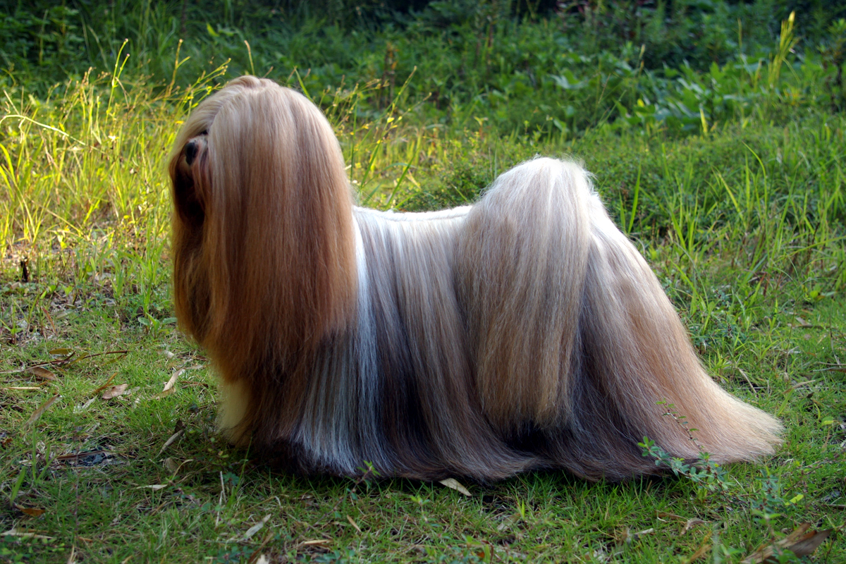 Photograph showing the Lhasa Apso breed