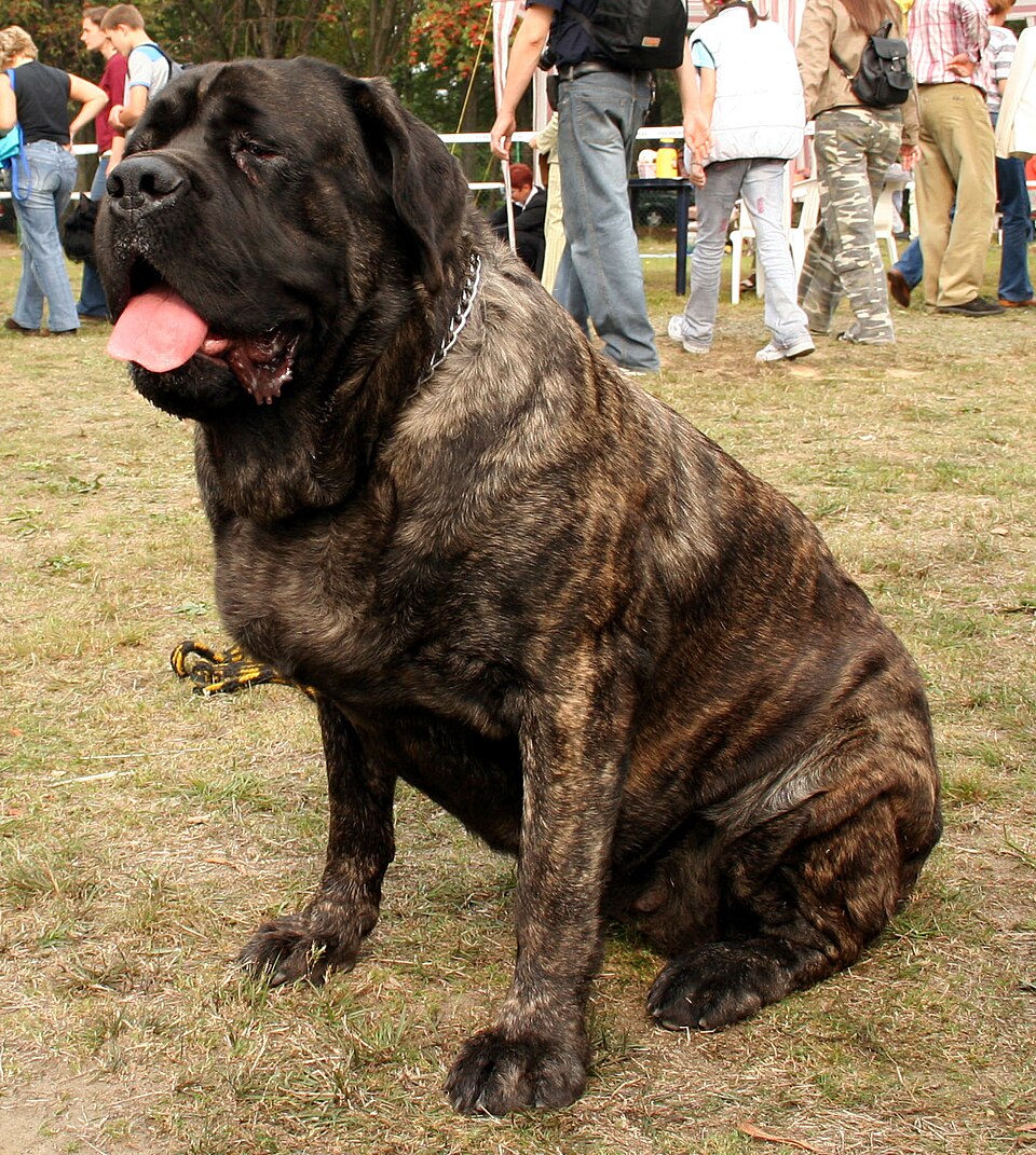 Photograph showing the Mastiff breed