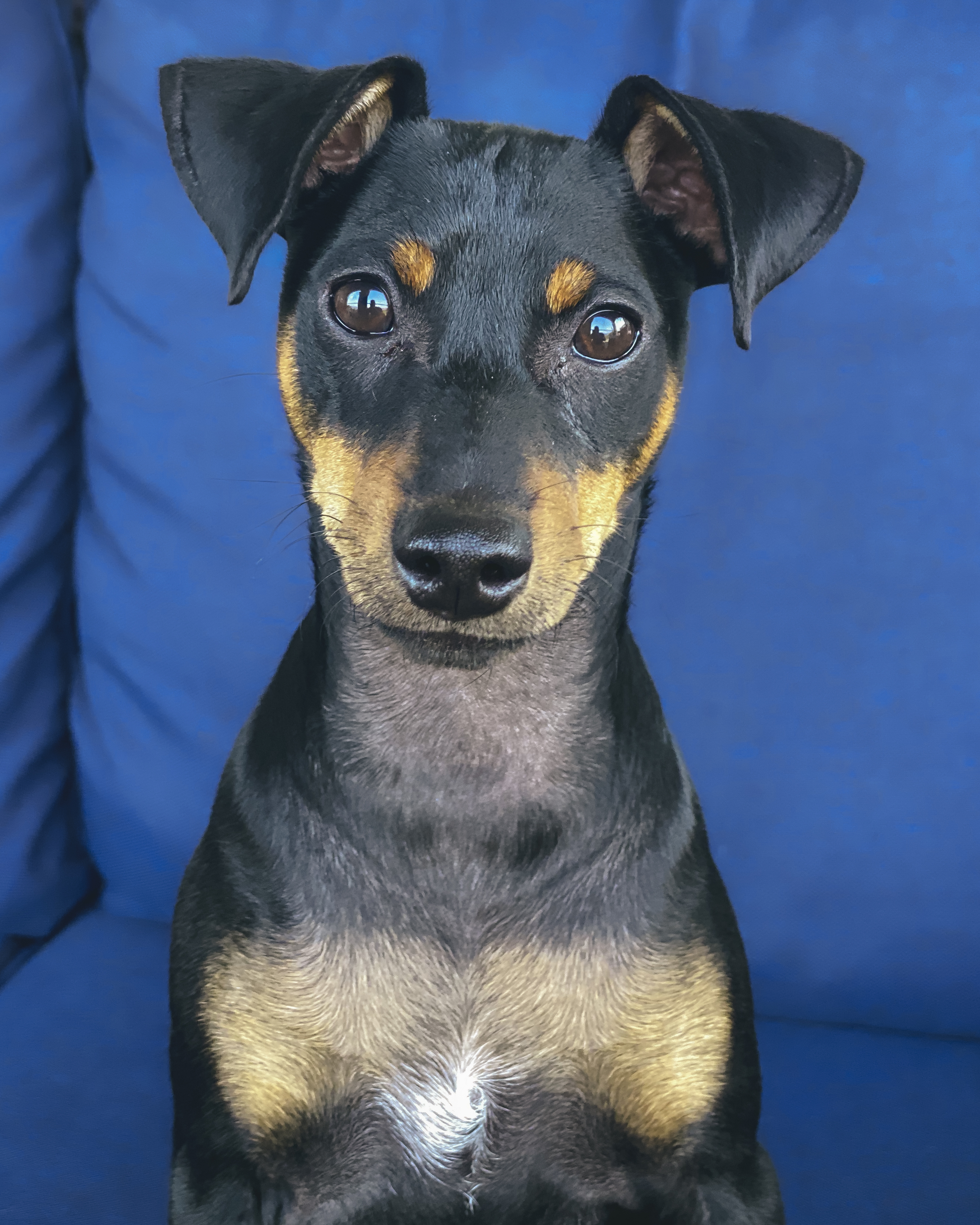 Photograph showing the Miniature Pinscher breed