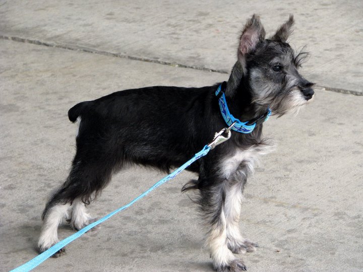 Photograph showing the Miniature Schnauzer breed
