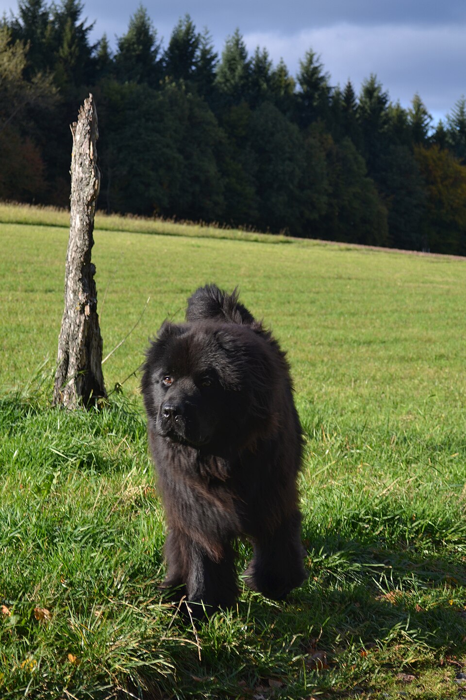 Photograph showing the Newfoundland breed