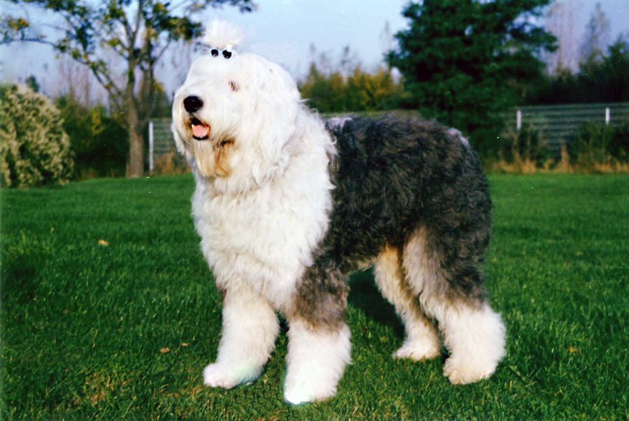 Photograph showing the Old English Sheepdog breed