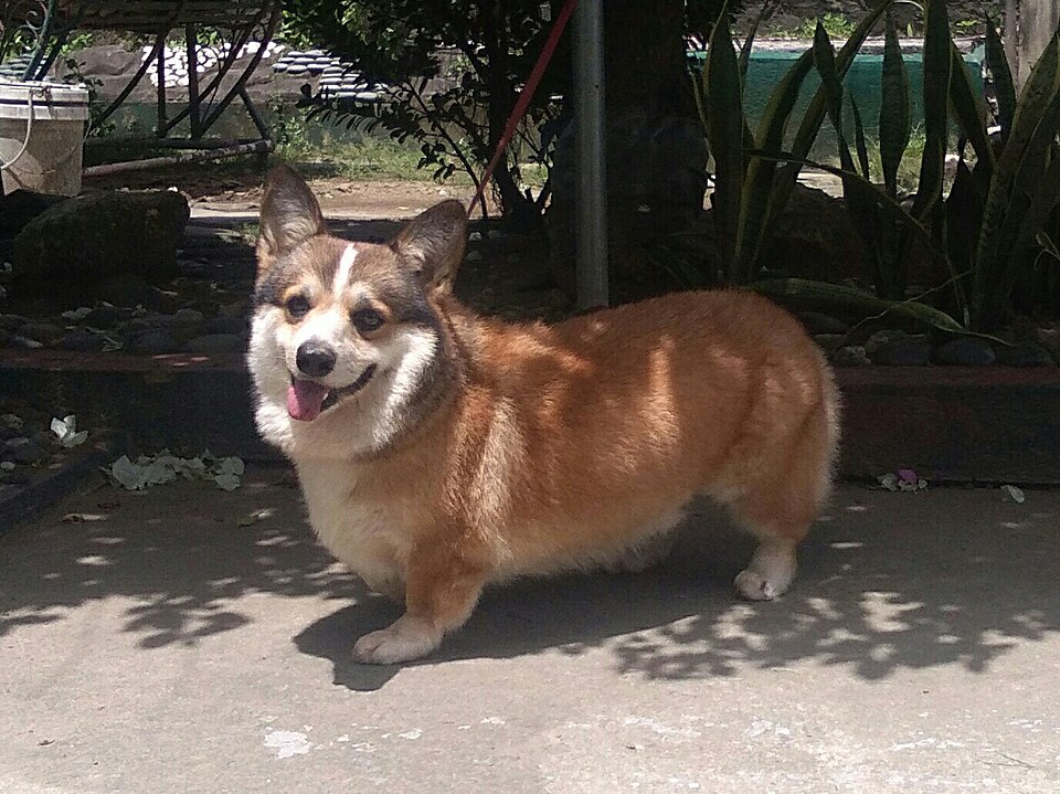 Photograph showing the Pembroke Welsh Corgi breed